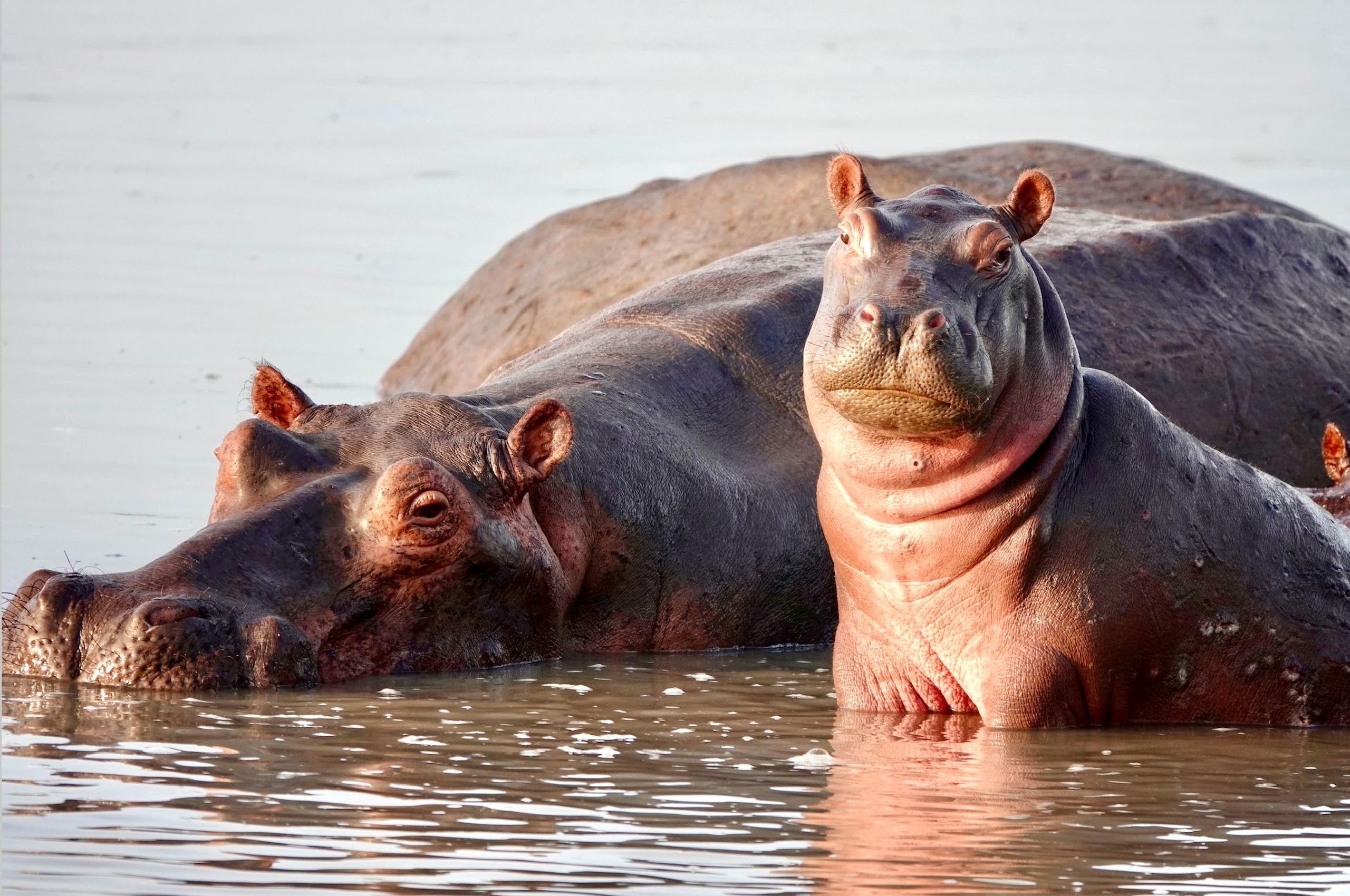 LBS Hippo duo.jpg