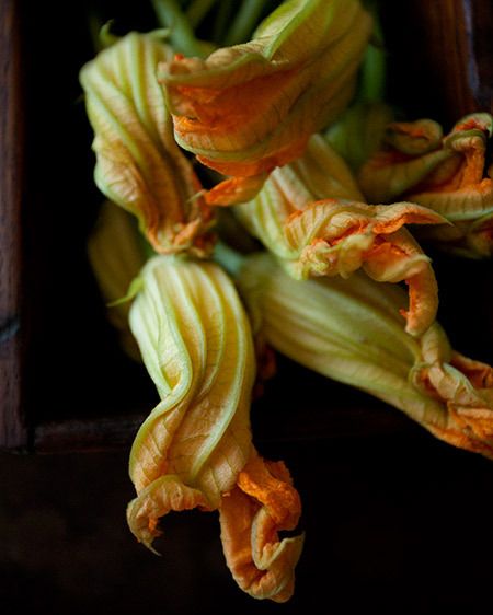 8_0_1zucchini_flowers.jpg