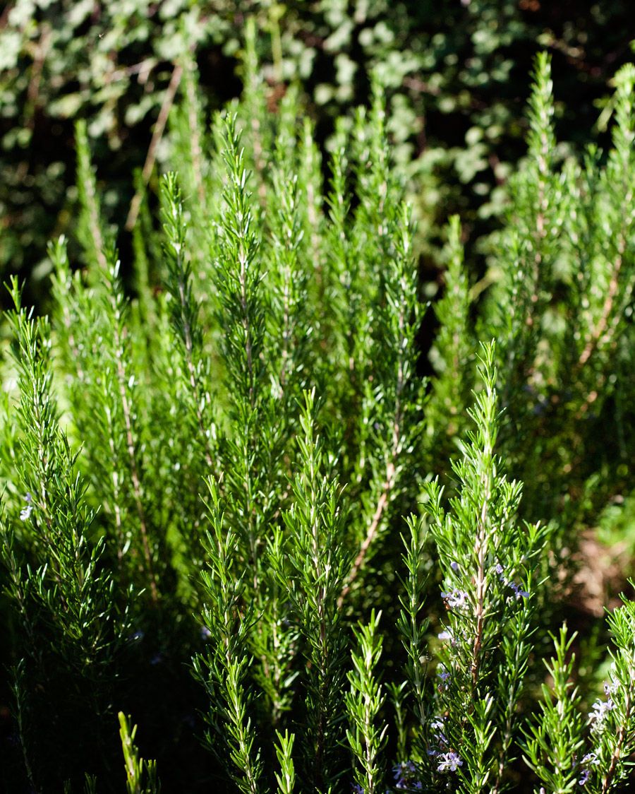 8_0_1rosemary.jpg