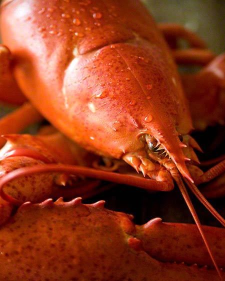 10_0_1Steamed_Lobster.jpg