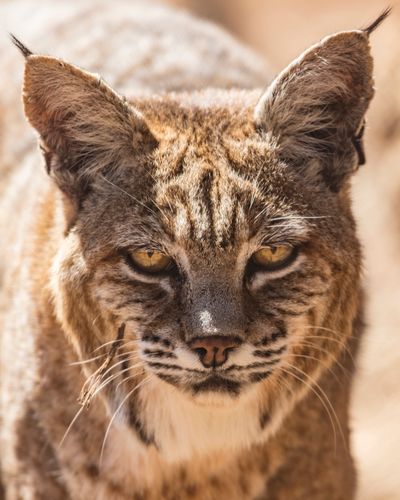 bobcat.jpg