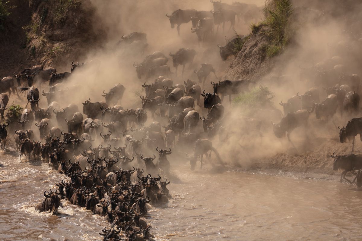 WILDEBEESTS.jpg