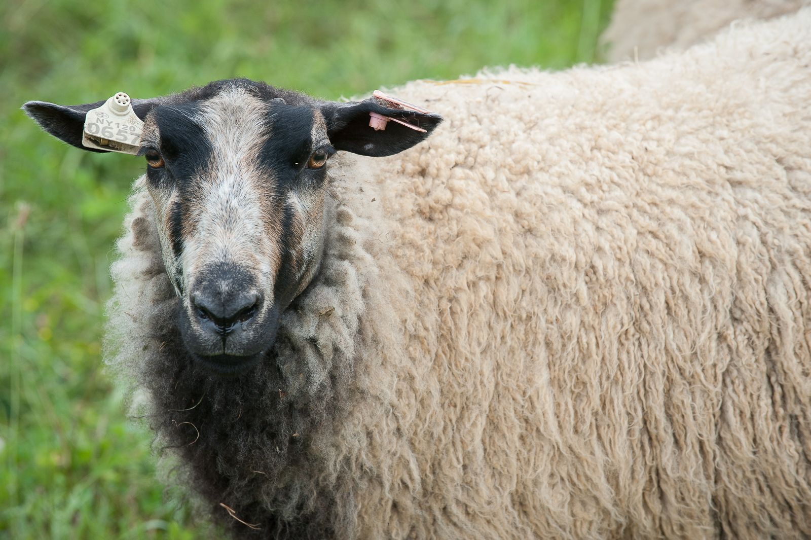 FARM TO TABLE WEB IMAGES-42.jpg