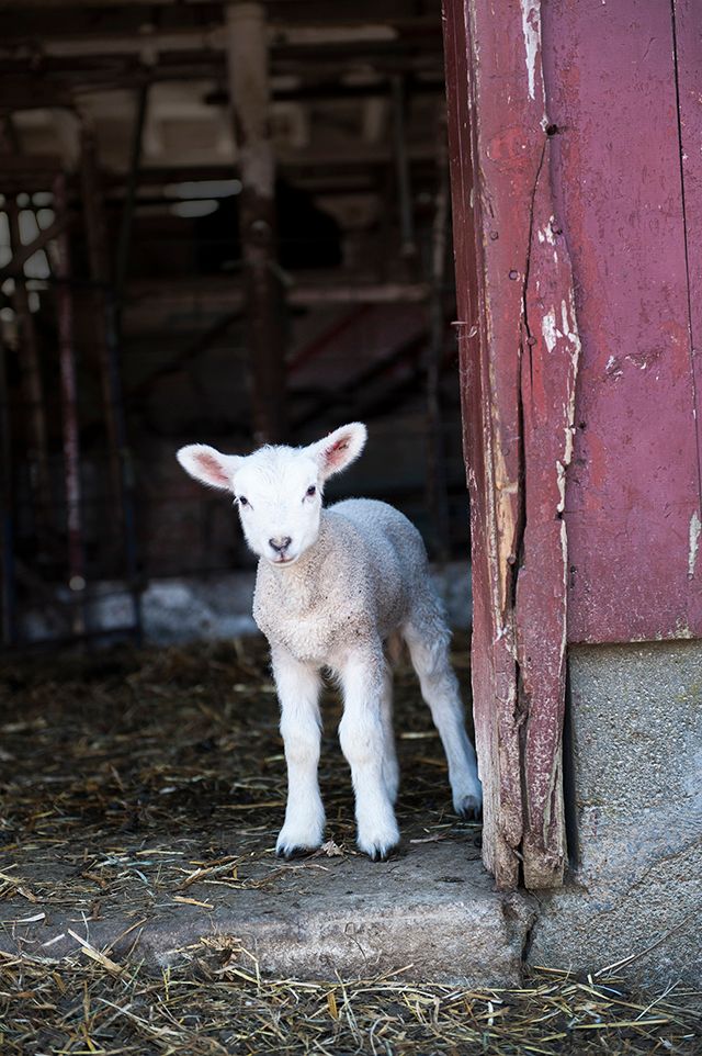 Salisubury CT Lamb.jpg