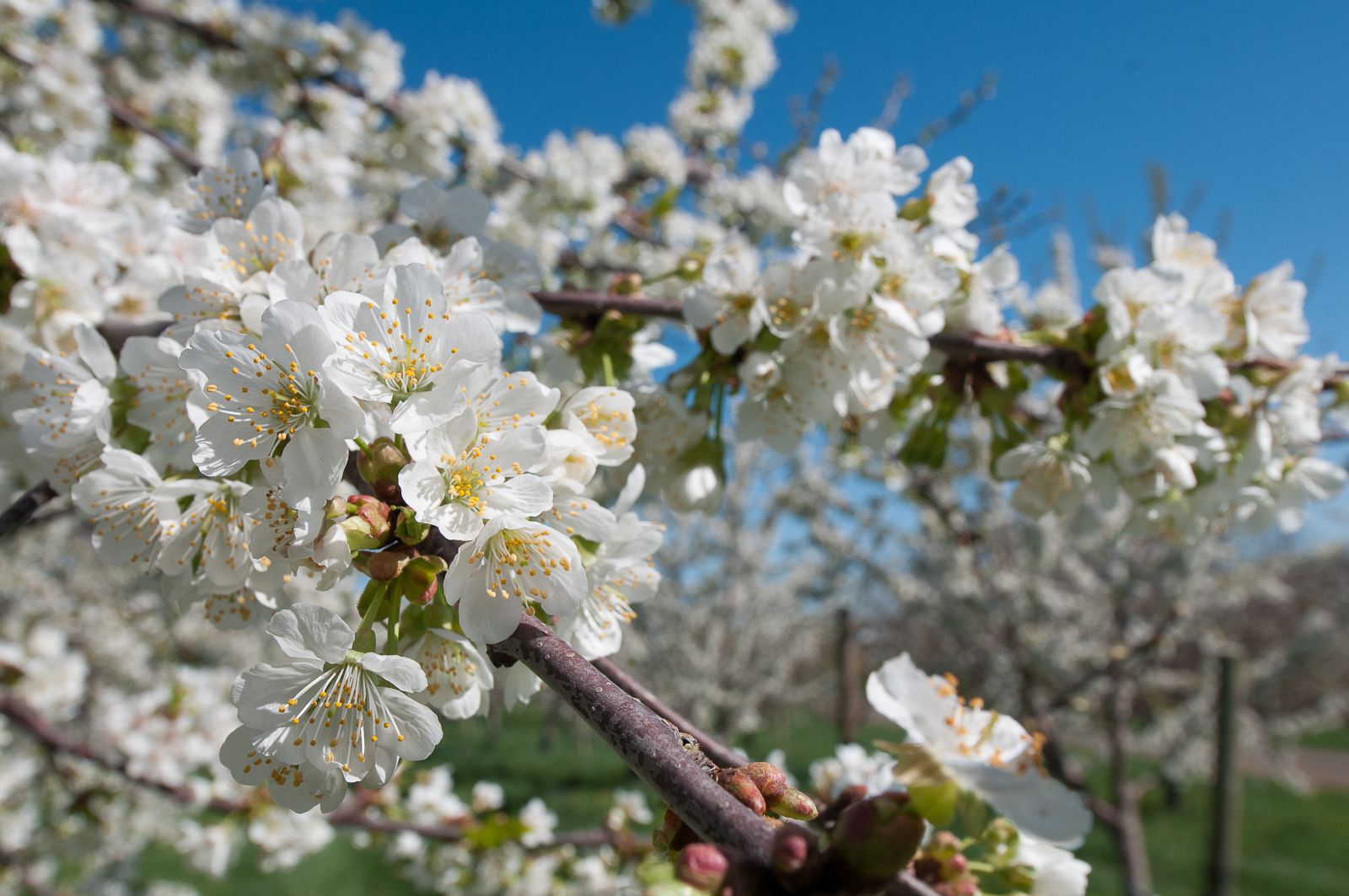 FARM TO TABLE WEB IMAGES-2.jpg