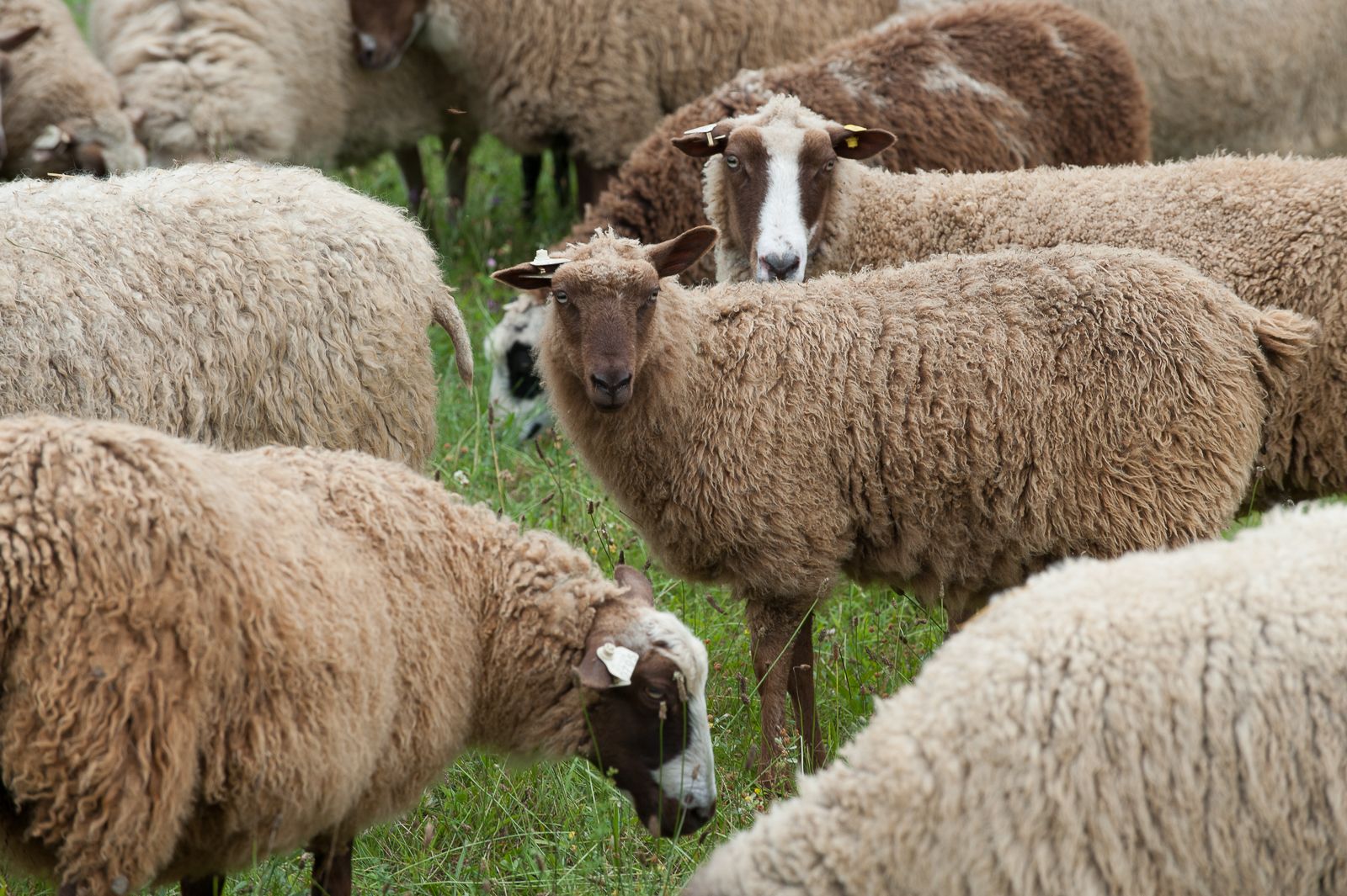 FARM TO TABLE WEB IMAGES-80.jpg