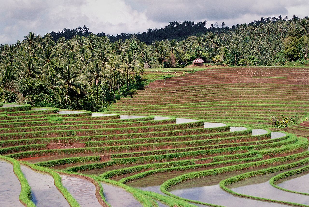 Rice Field Bali.jpg