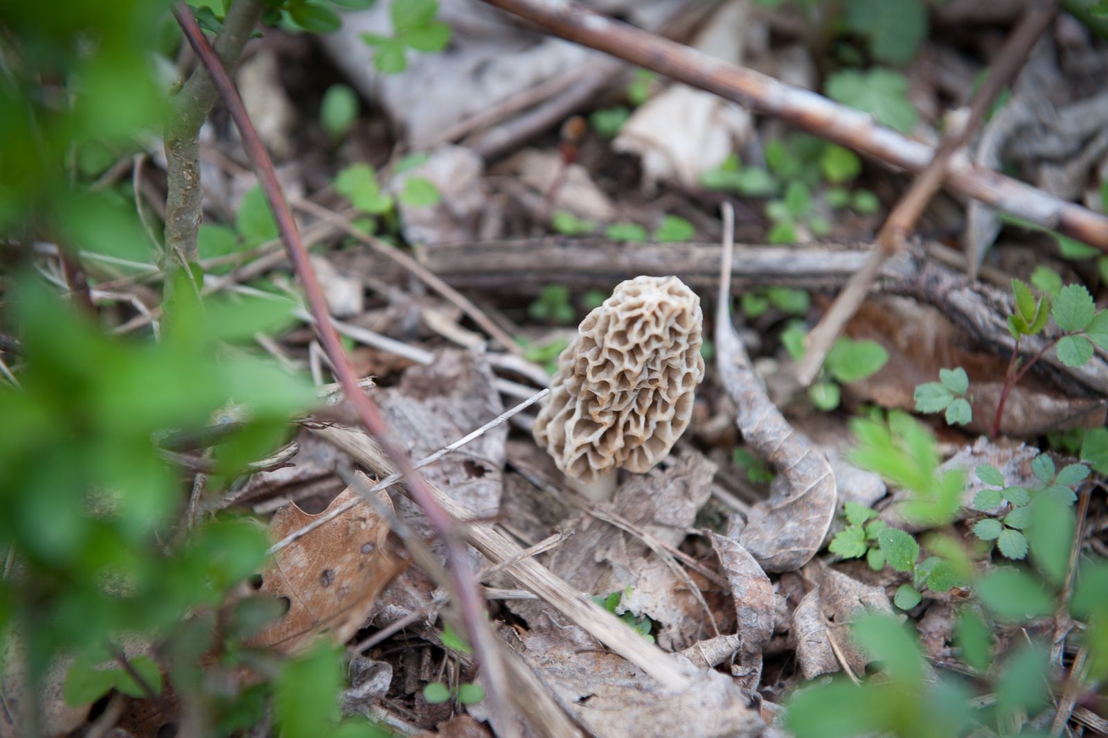 FARM TO TABLE WEB IMAGES-10.jpg