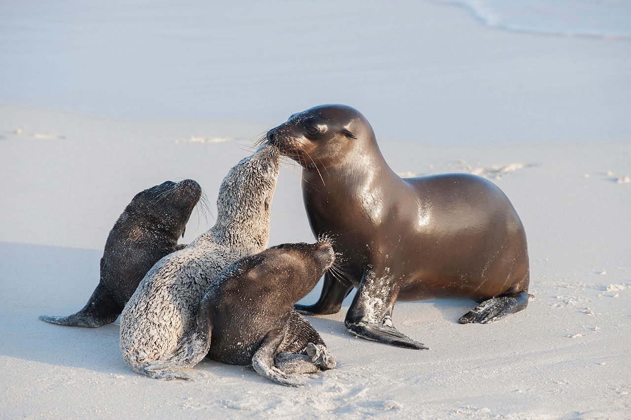 Galapagos Sea Lions.jpg