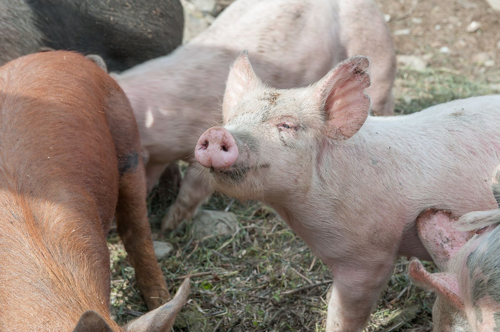 FARM TO TABLE WEB IMAGES-13.jpg