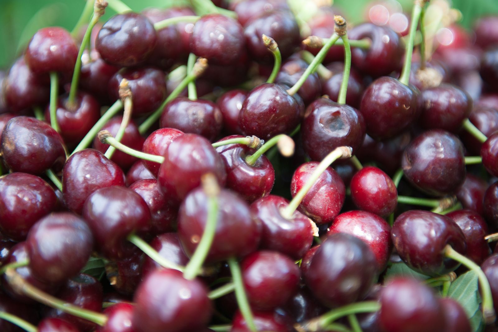 FARM TO TABLE WEB IMAGES-27.jpg