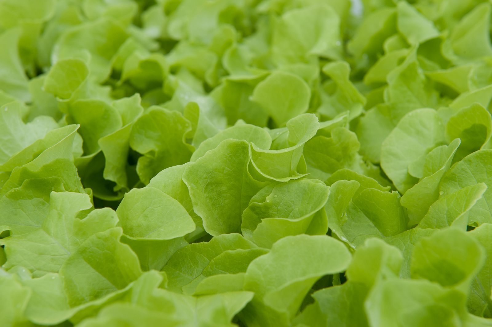 FARM TO TABLE WEB IMAGES-8.jpg