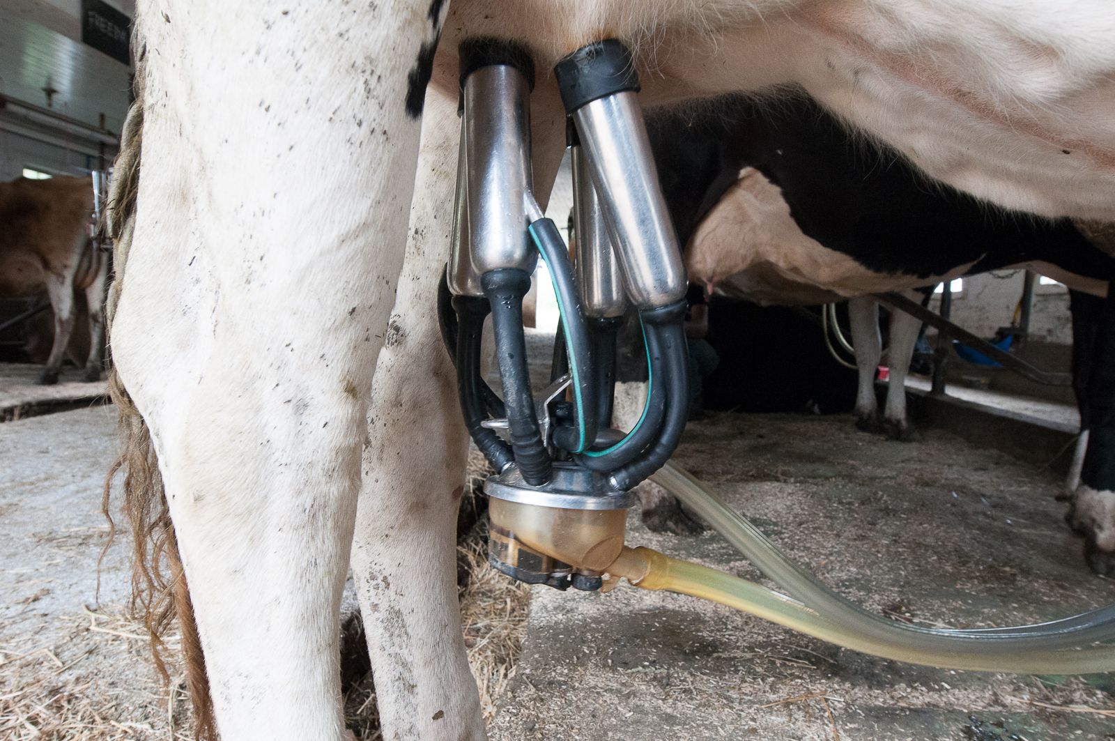 FARM TO TABLE WEB IMAGES-5.jpg