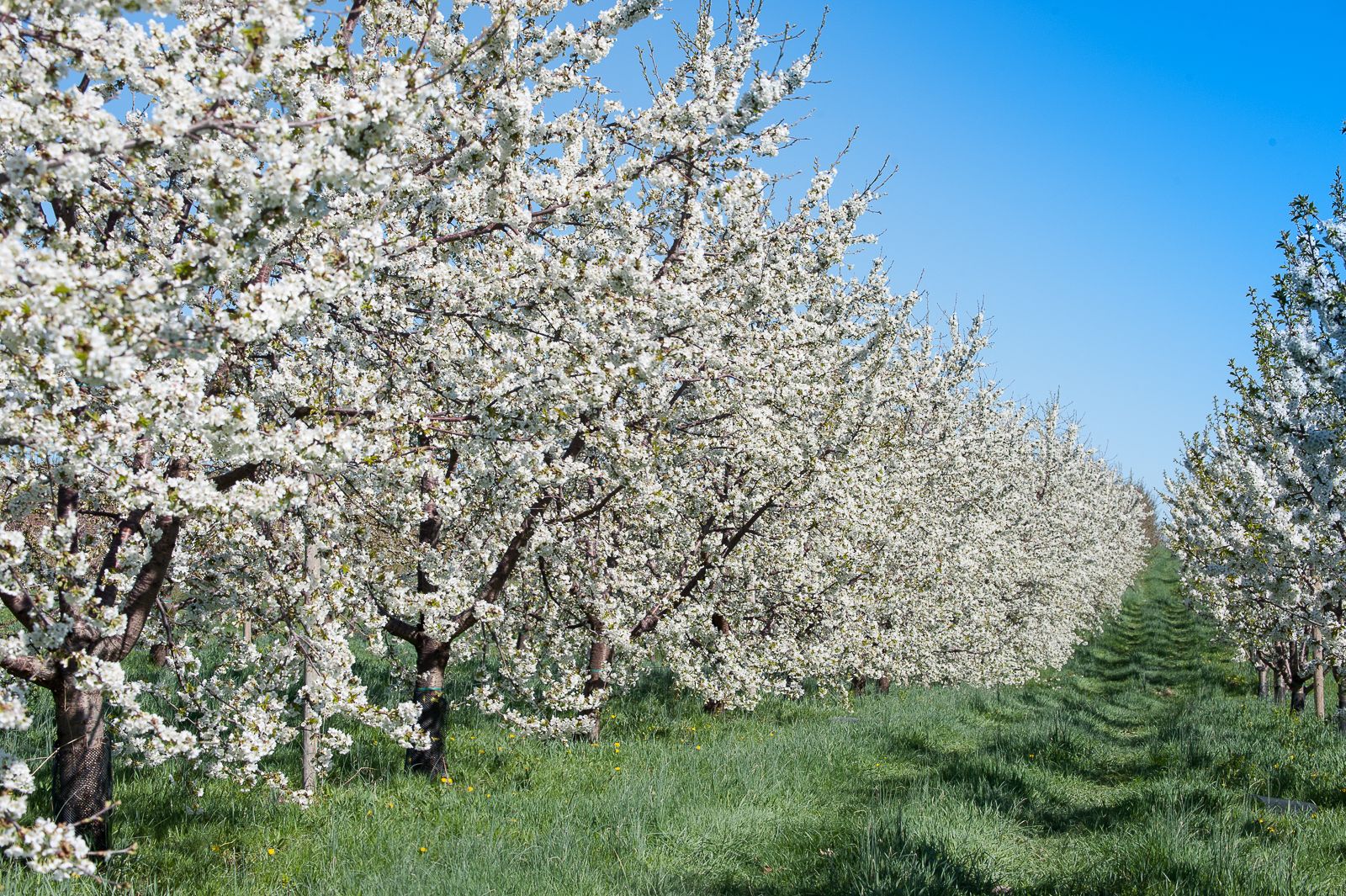 FARM TO TABLE WEB IMAGES-82.jpg