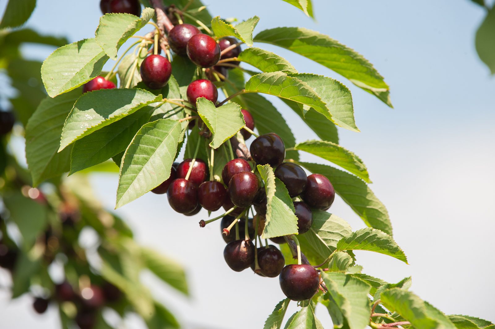 FARM TO TABLE WEB IMAGES-75.jpg