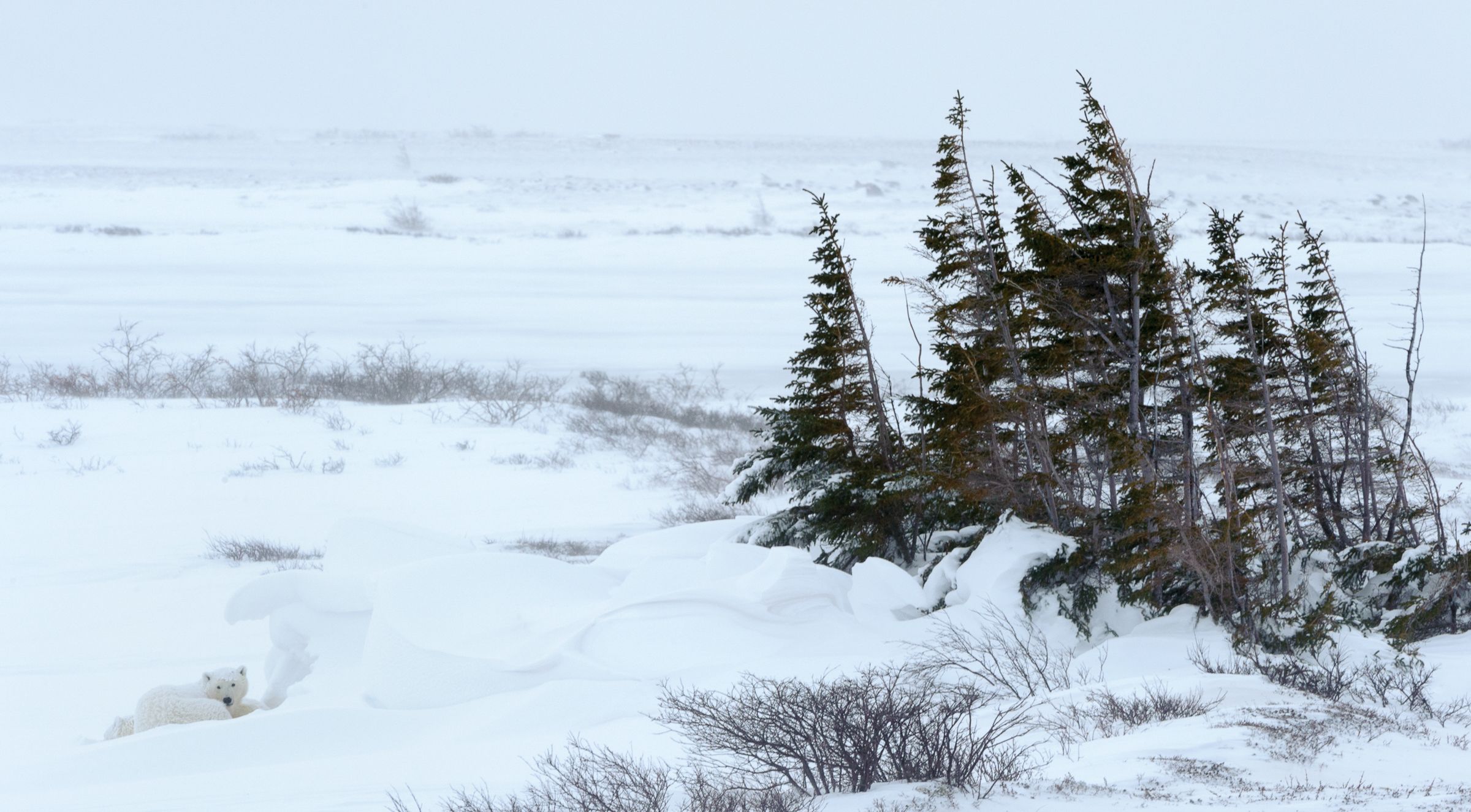 CHURCHILL WEB-2-2.jpg