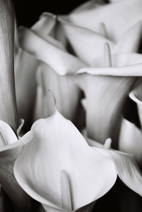 Calla Lillies for Web.jpg