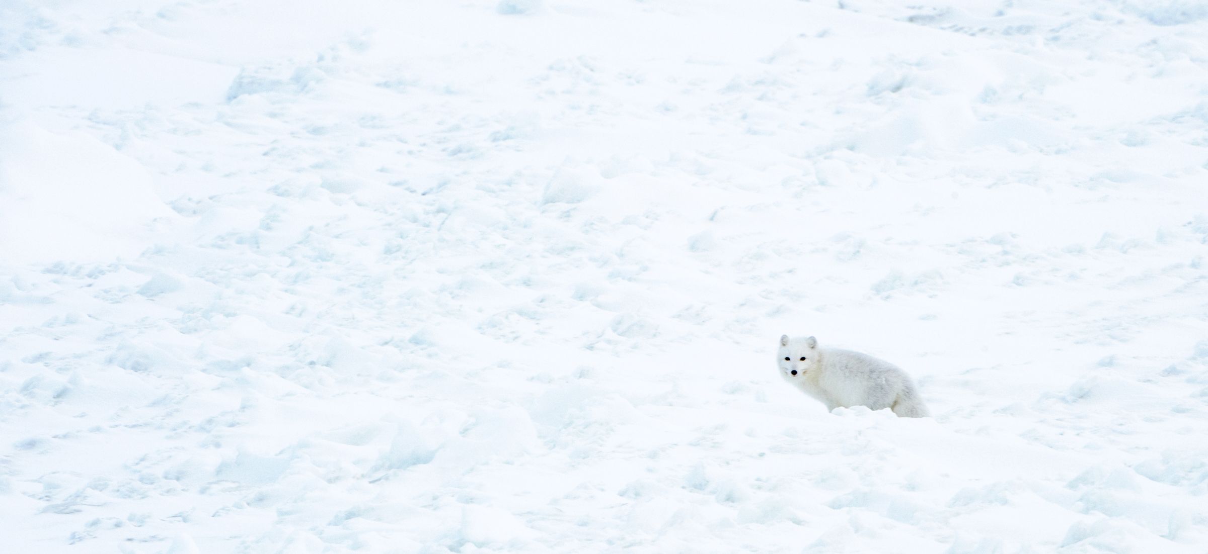 CHURCHILL WEB-7 copy.jpg