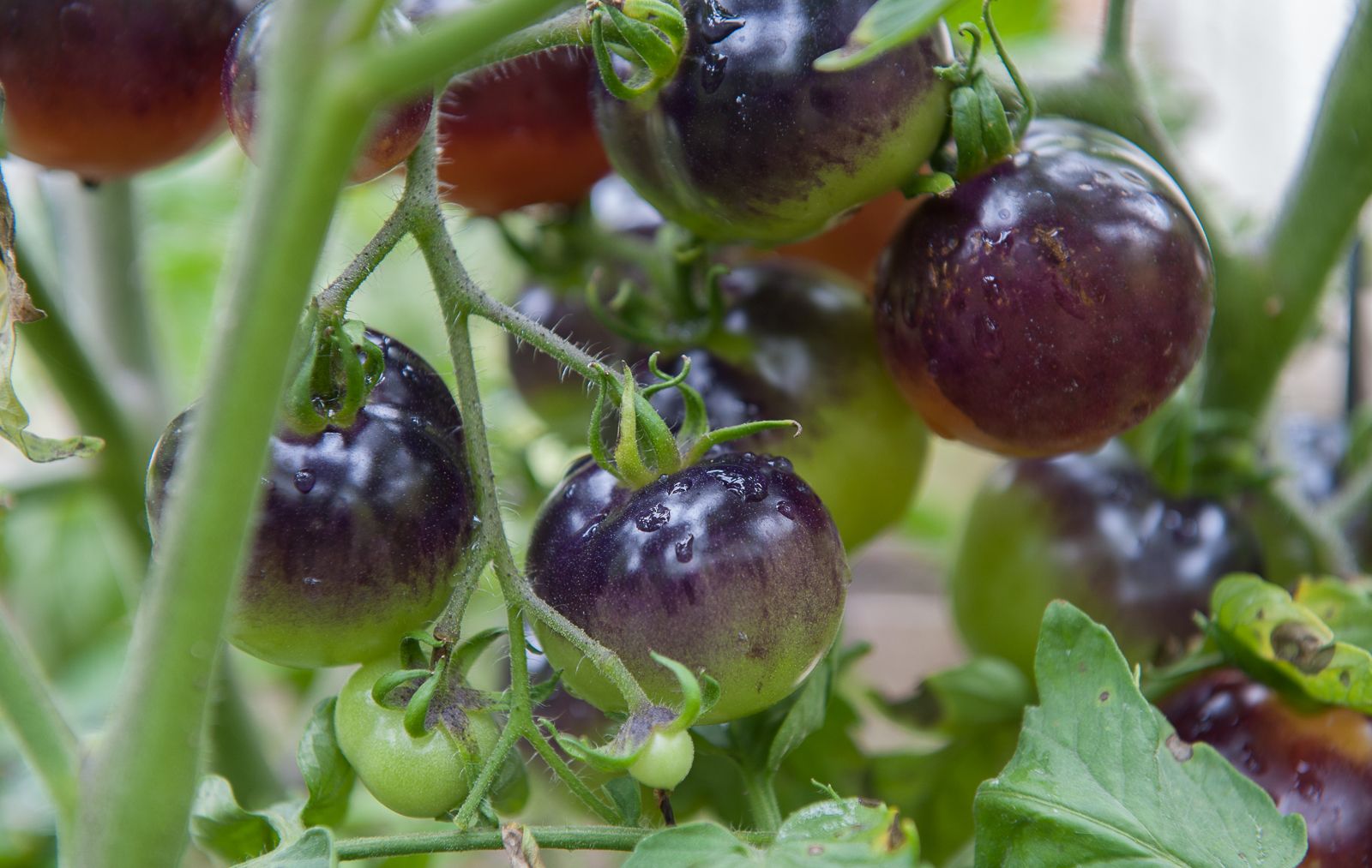 FARM TO TABLE WEB IMAGES-48.jpg