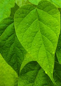 45_0_569_1green_leaf.jpg
