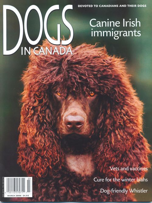 Dogs  Canine Irish immigrants