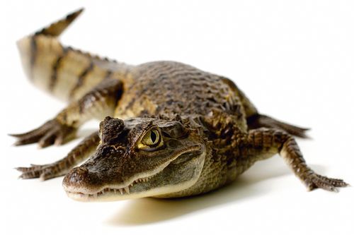 Caiman