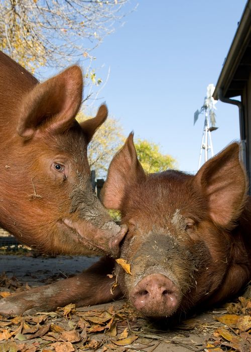 Tamworth Pigs,  Riverdale Farm