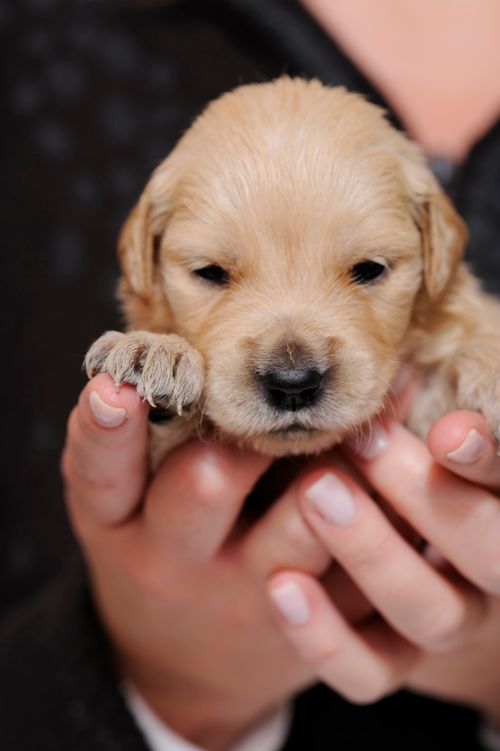 Golden puppy