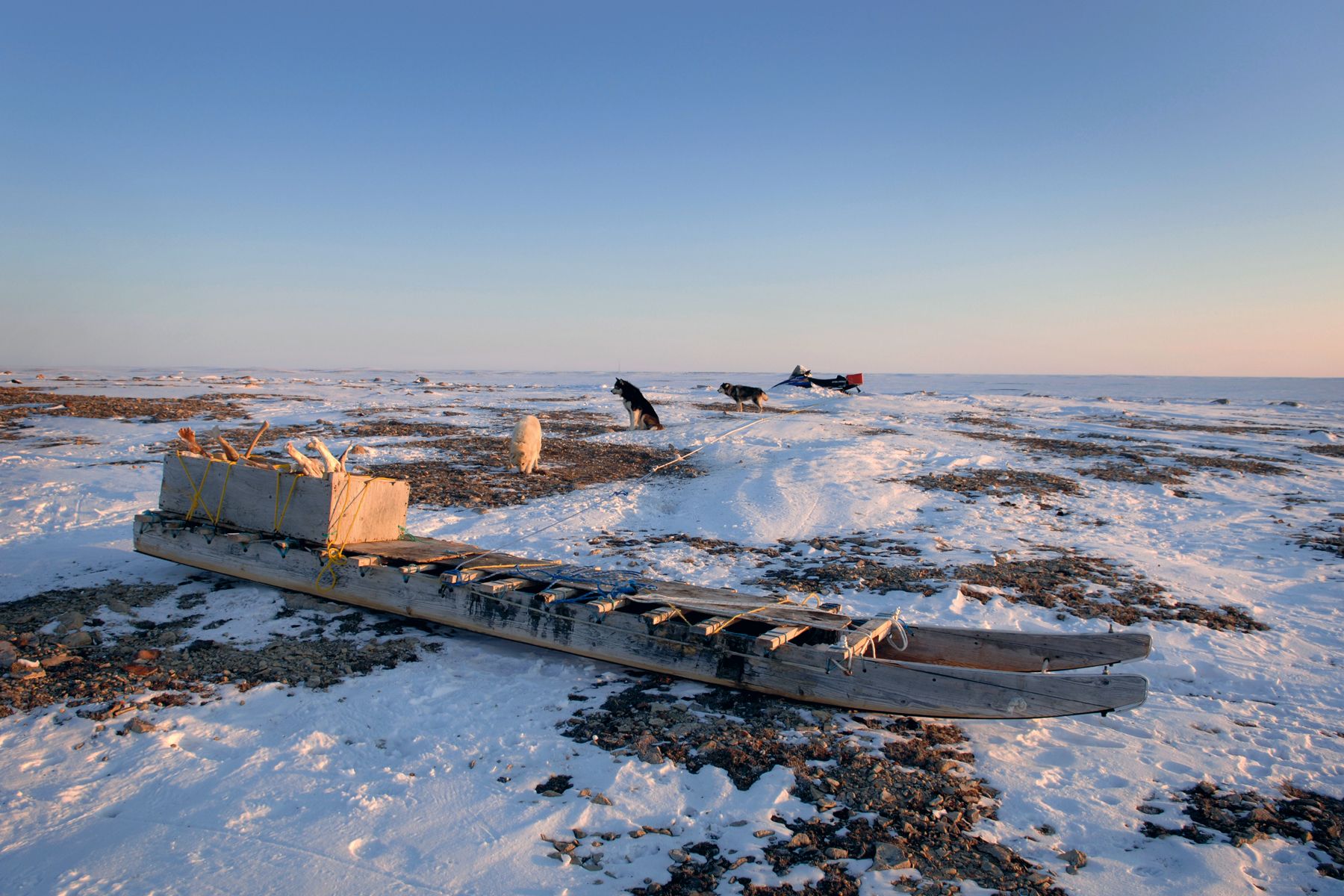Komatik on the tundra, with sled dogs, Victoria Island, Nunavut Komatik on the tundra