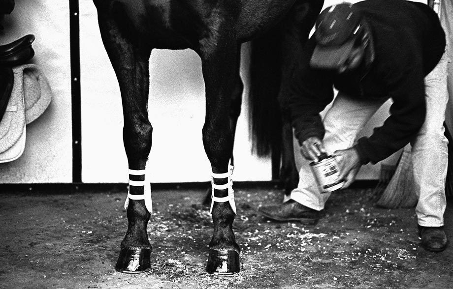 Hunter Jumper Horse Groom, Elk Grove, CA