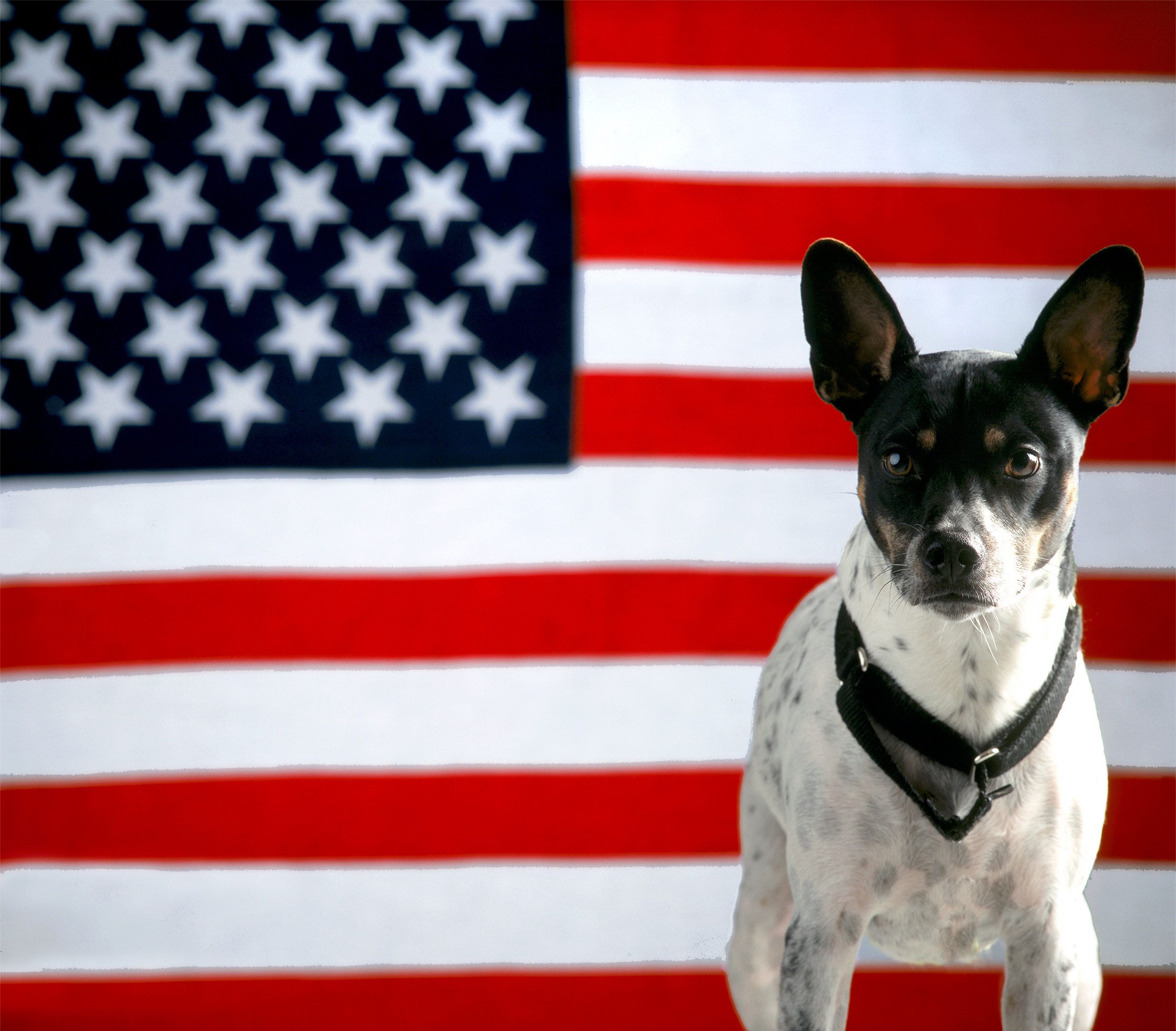 charlie the american rat terrier in front of flag