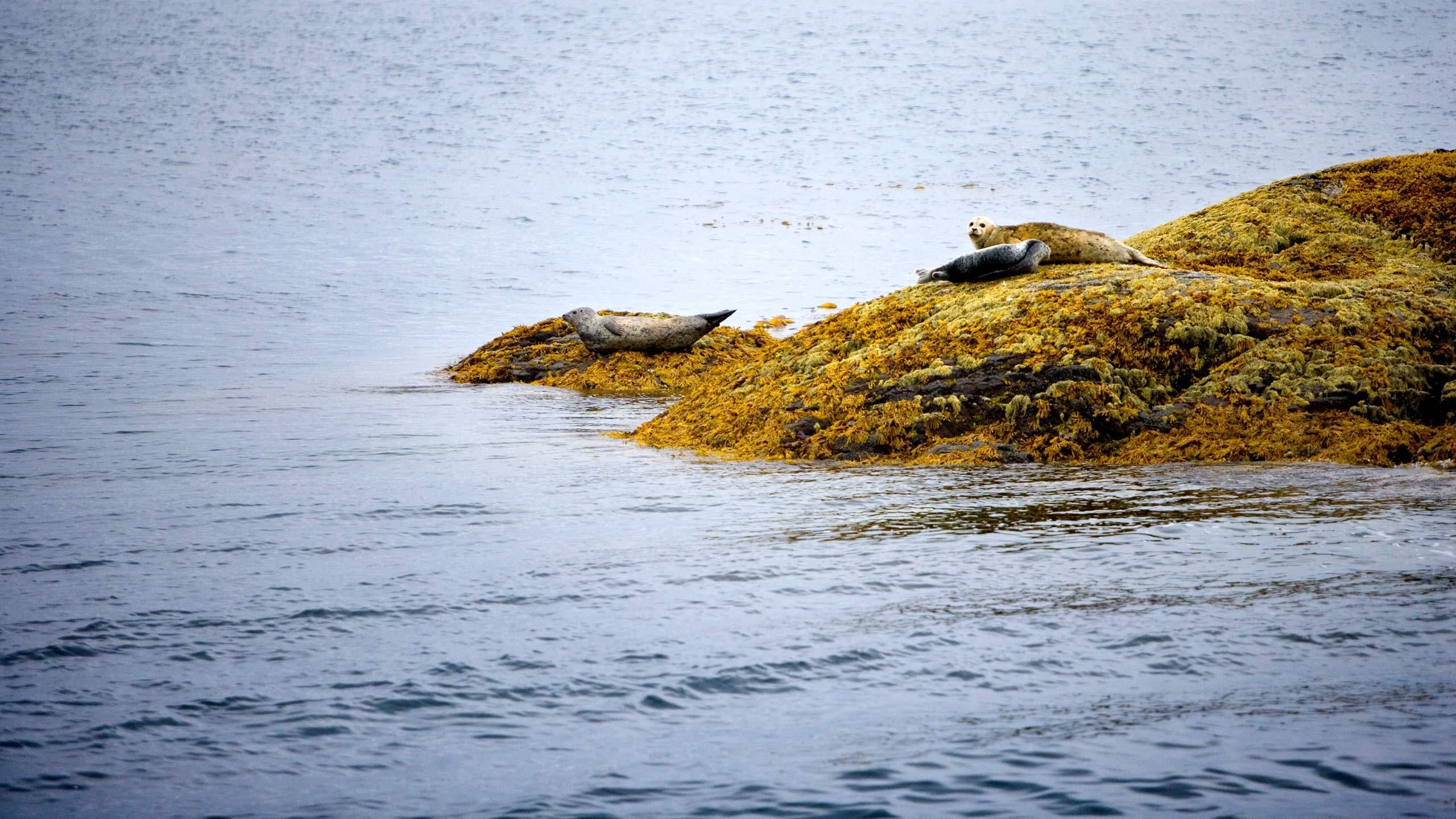 1alaska_seals_on_rocks2.jpg