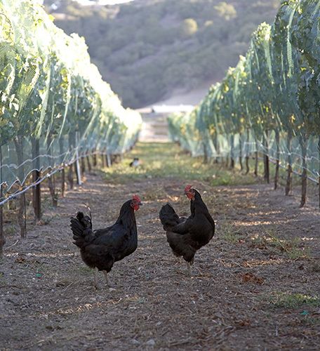 1VineyardChickens.jpg