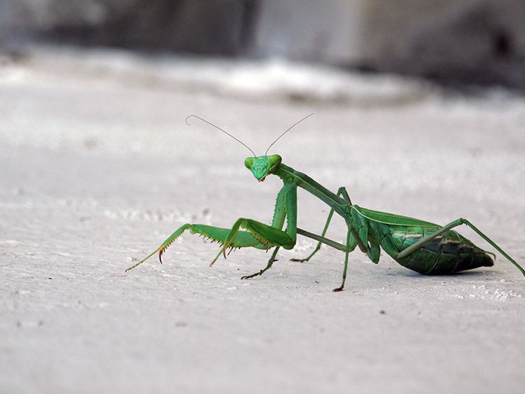 1PrayingMantis.jpg