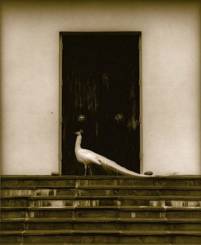 1peacockdoor.jpg