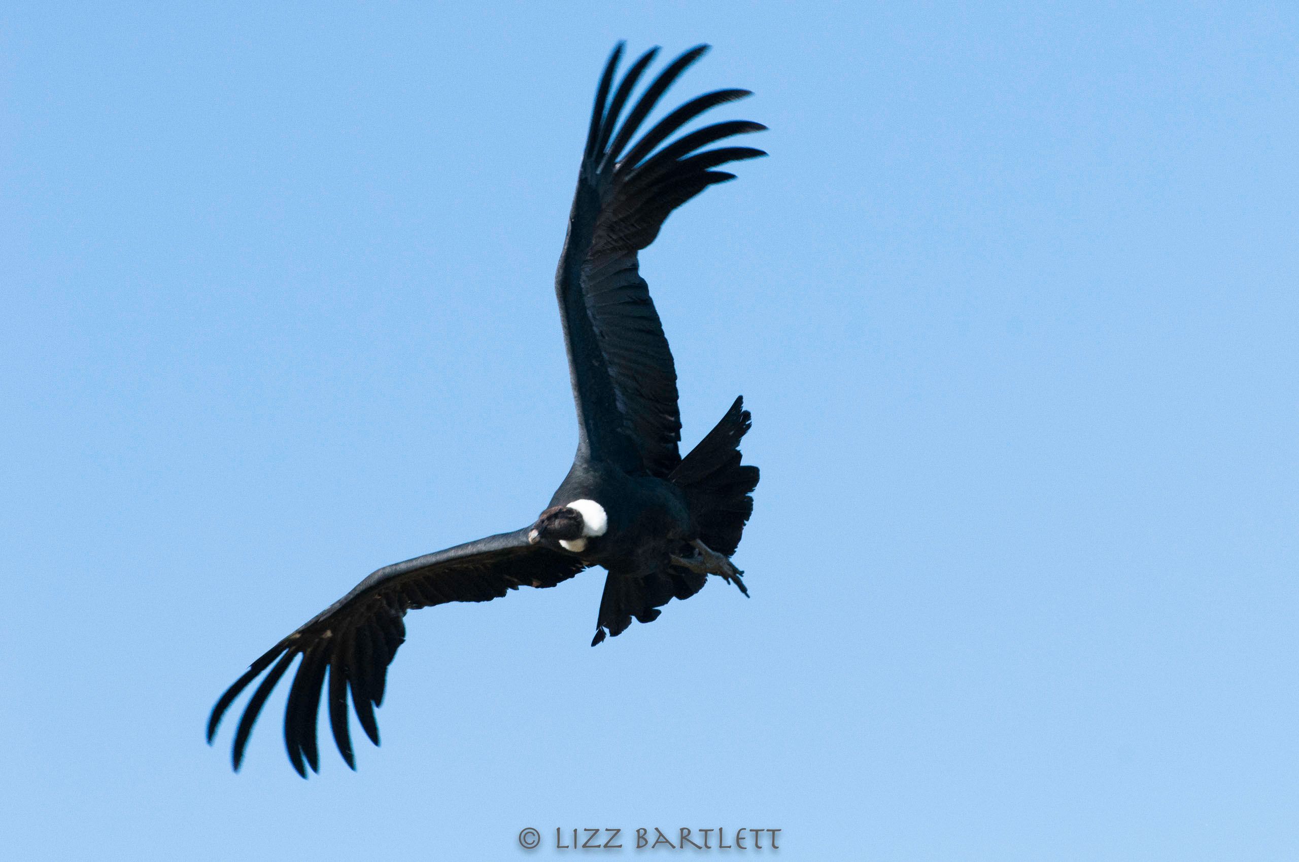 Andean Condor.jpg