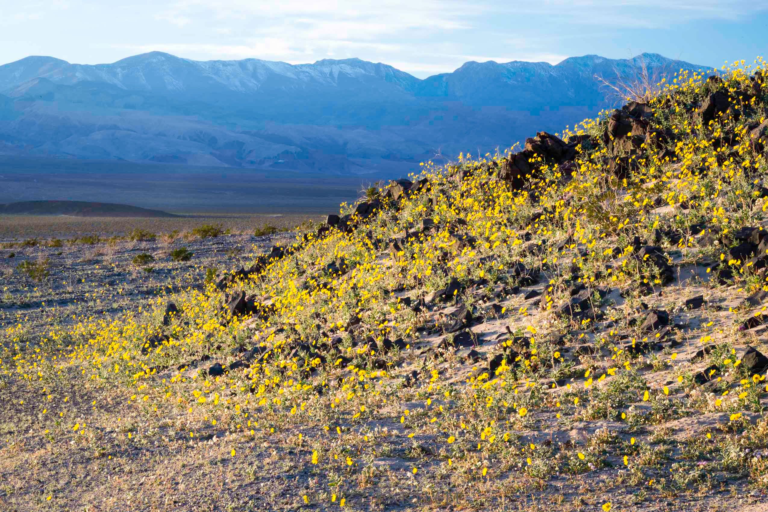 Start of the Superbloom1.jpg