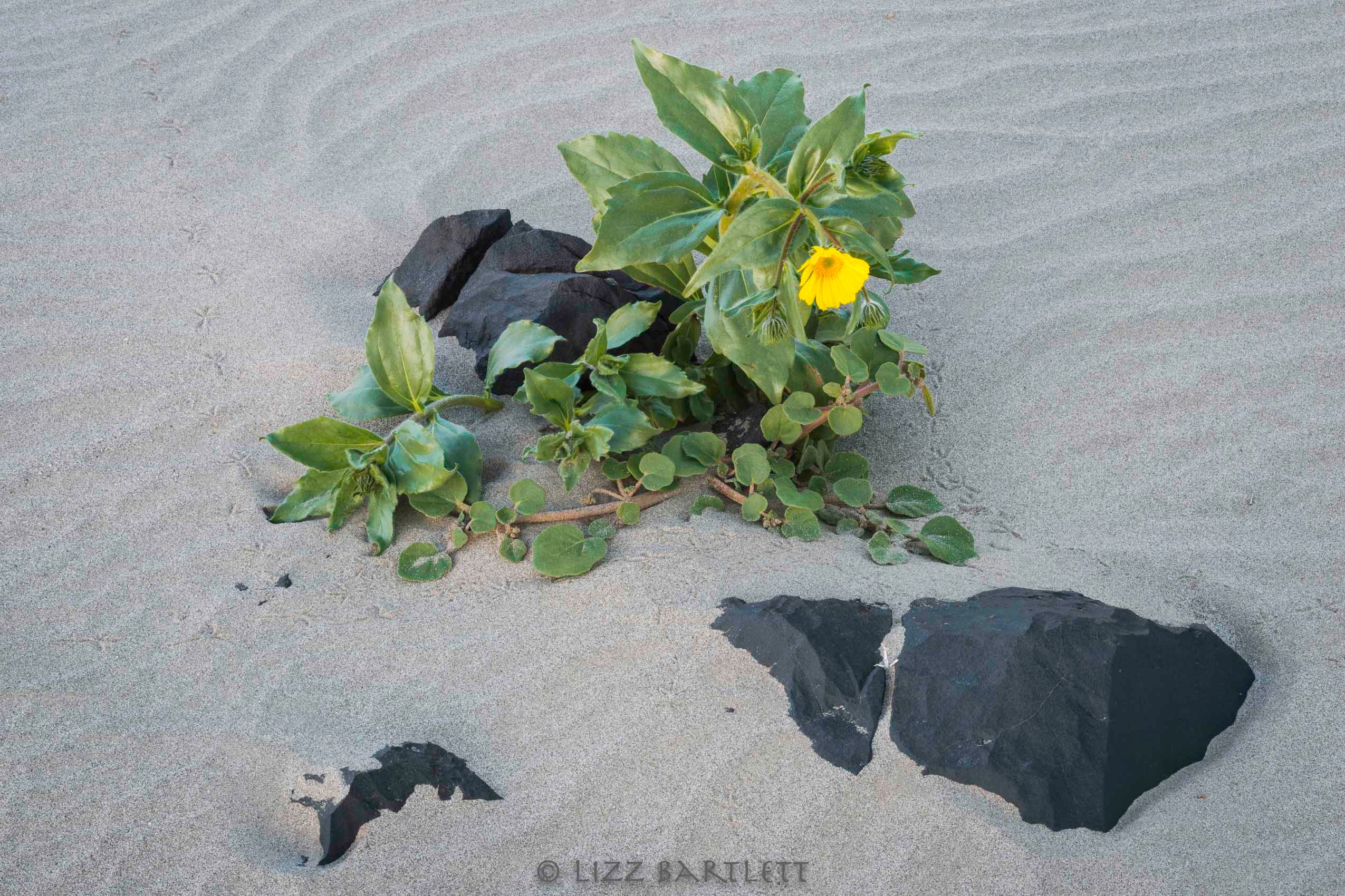 Lonely Desert Gold.jpg