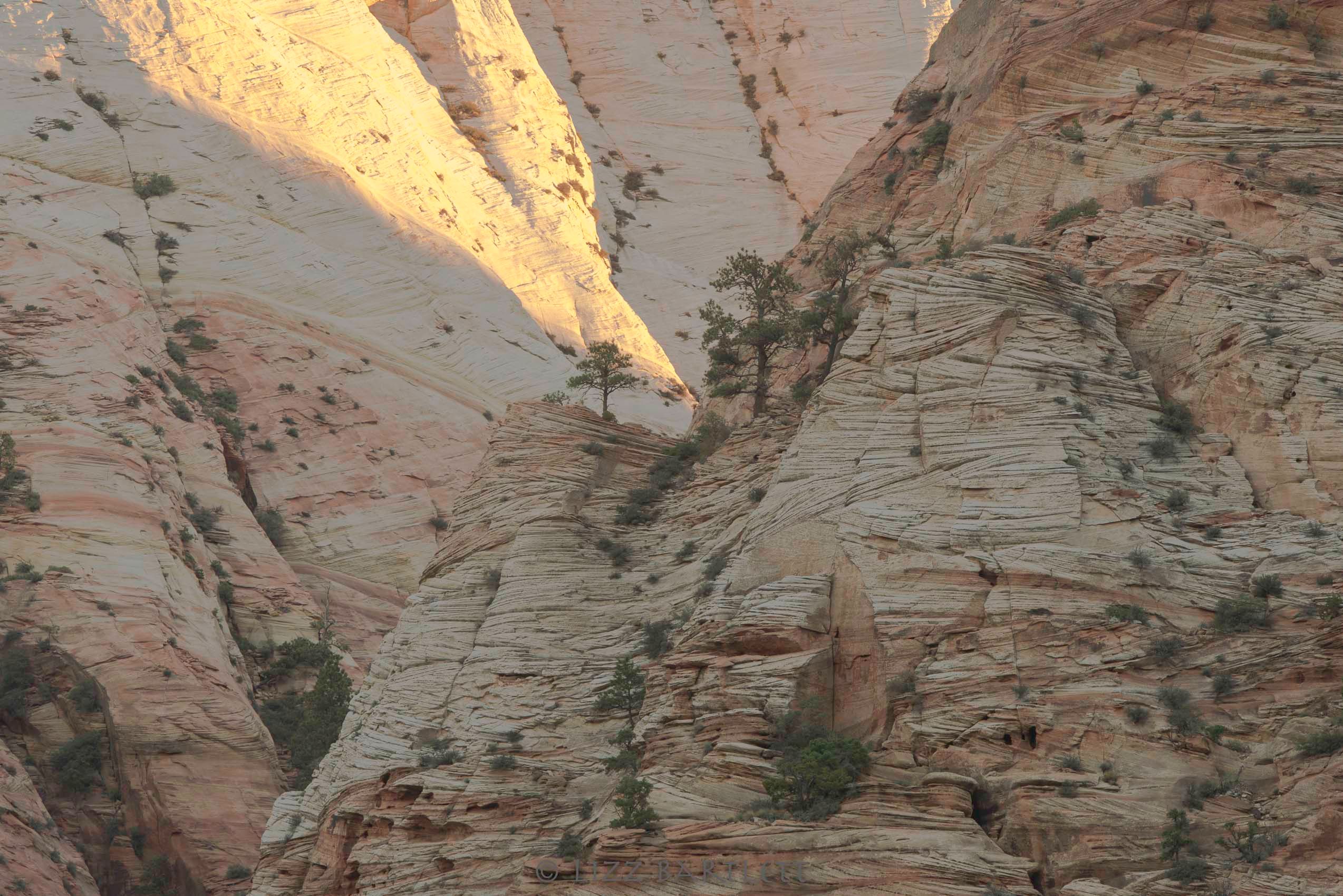 Early Light Zion.jpg