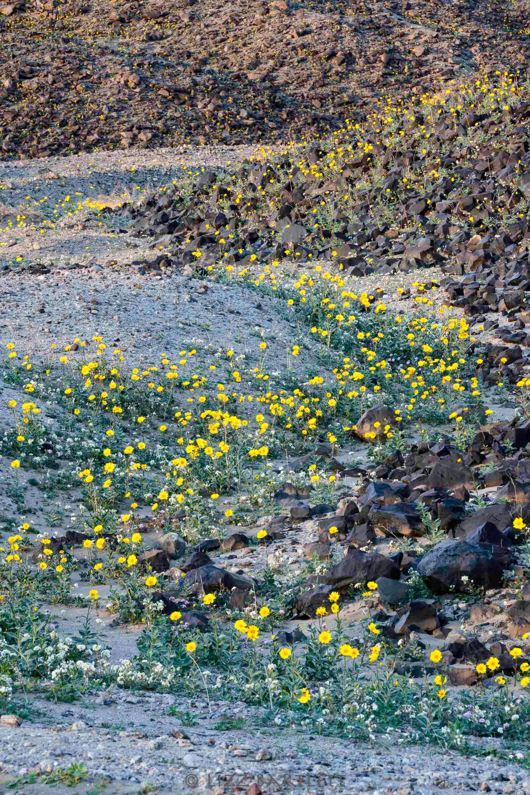 Early Superbloom_.jpg