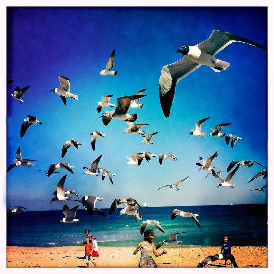 The Birds, Ft. Lauderdale, FL