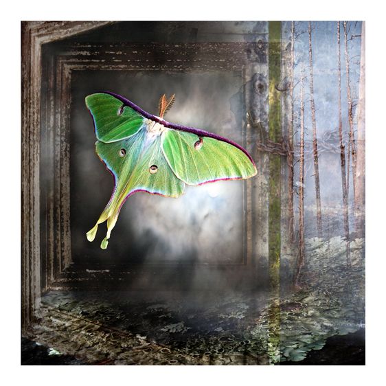 1lunar_mist_05202009__1_