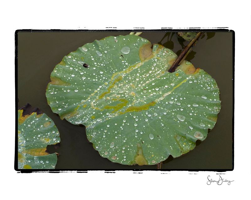 water-Lily009.jpg