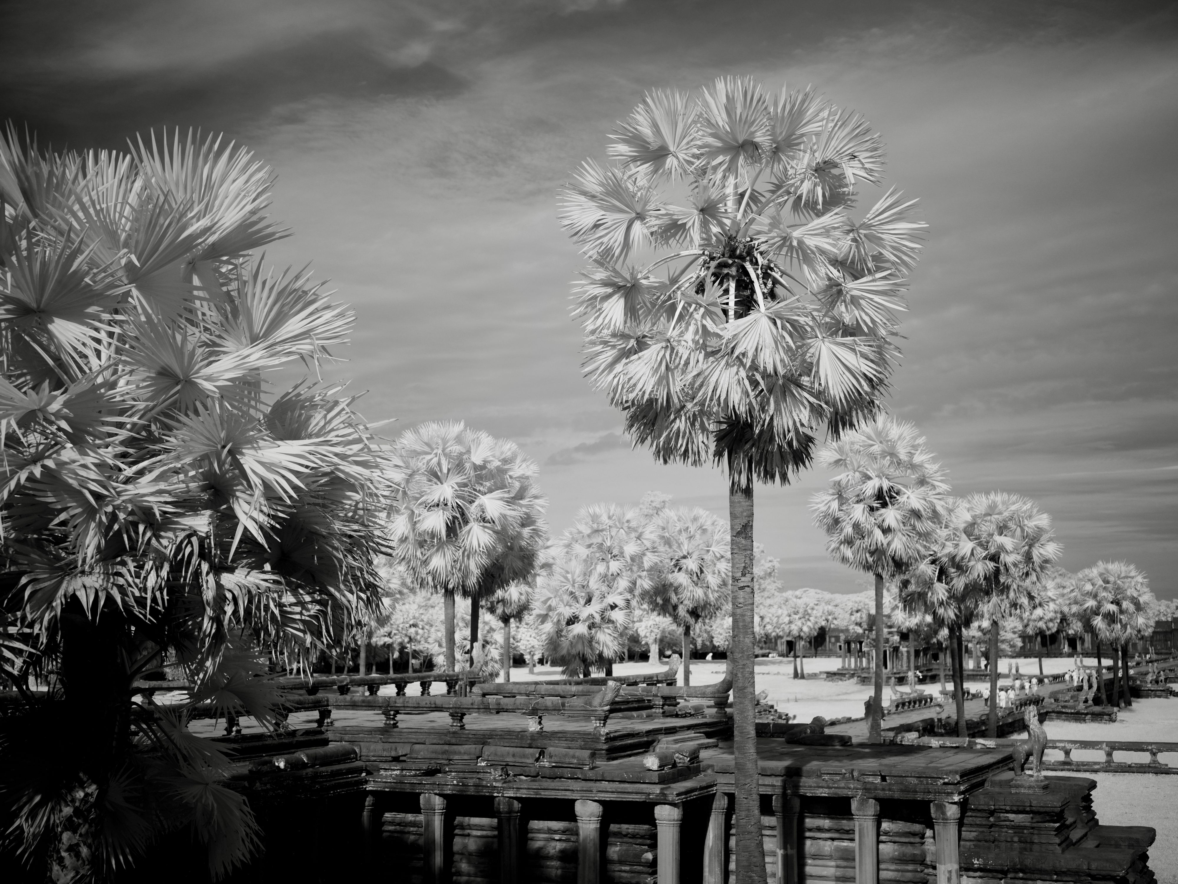 Cambodia-08-12-202420240811_0086 copy 2.jpg