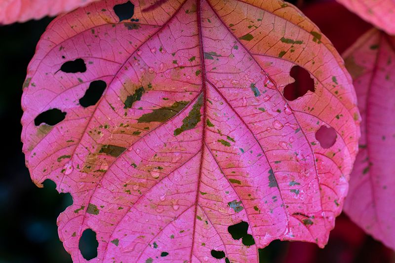 ATLANTA BOTANICAL GARDENS0029.jpg