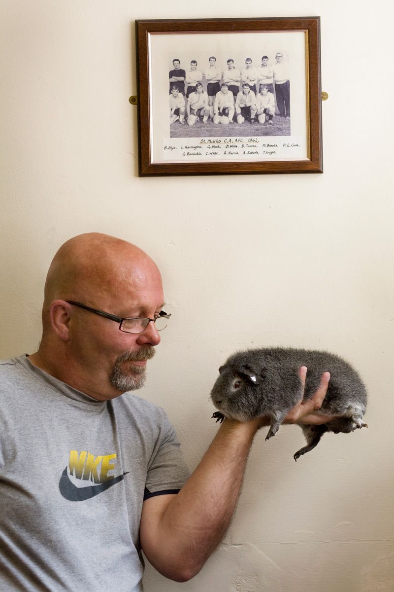 © Hazel Thompson 
Guinea Pig Owners
Cavey Fancy 1r19_guineapigowners