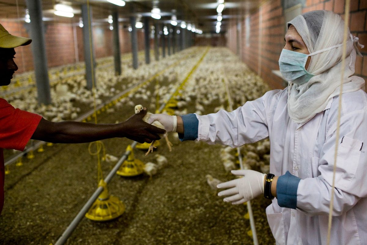 Dr. Fareeda, aged 61 a leading government vet in Bahrain, testing chickens on a farm for bird flu.© Hazel Thompson Measure of a Woman