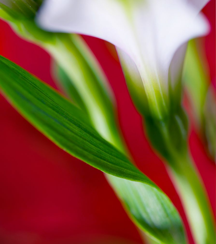 Red lily_3.jpg