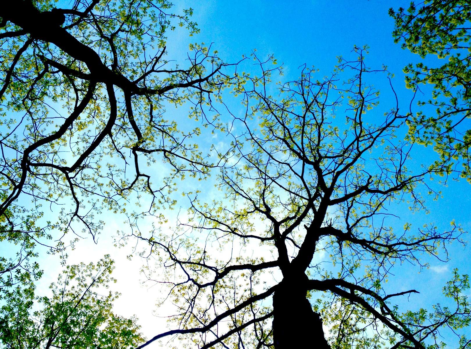 up-tree.jpg