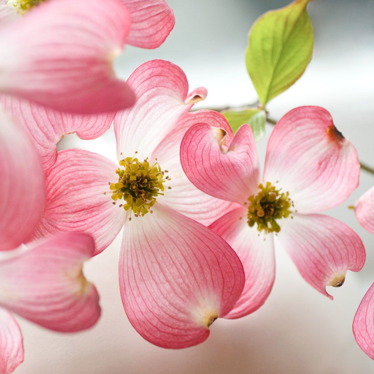 Pink Dogwood flowers